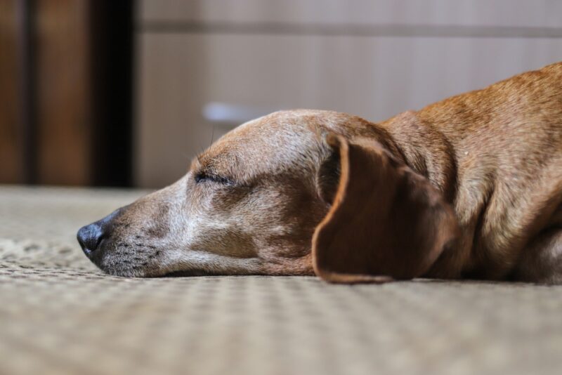Image showcasing Dog Hospice Care Guide | Great Pet Care