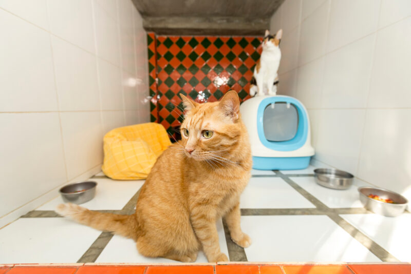 Cat Boarding: Cost and Considerations | Great Pet Care