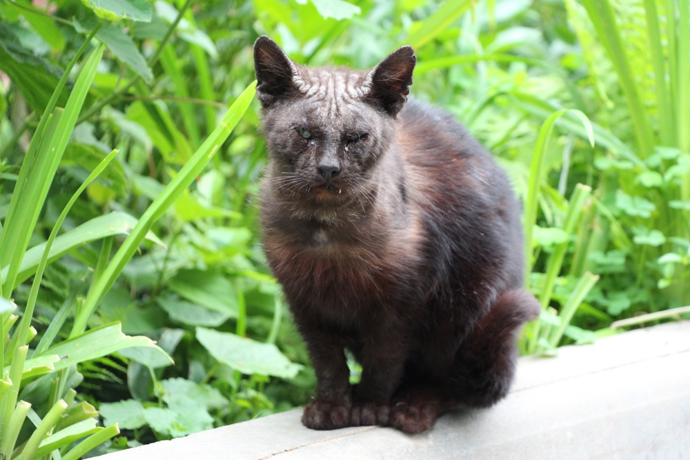 Skin For Cats Mange Mites Treatment Demodex Mites In Cats (Feline