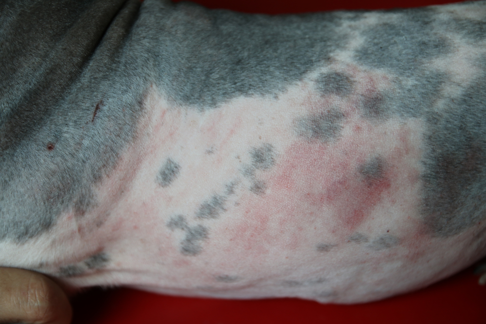 Closeup of dog's belly with rash