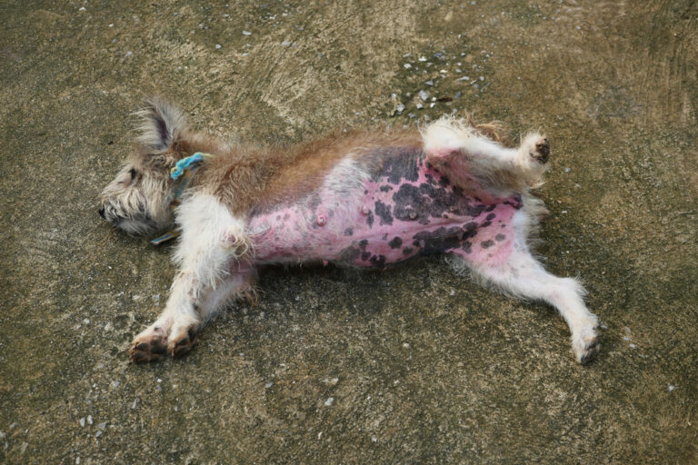 Dog laying on grass with a rash on its belly
