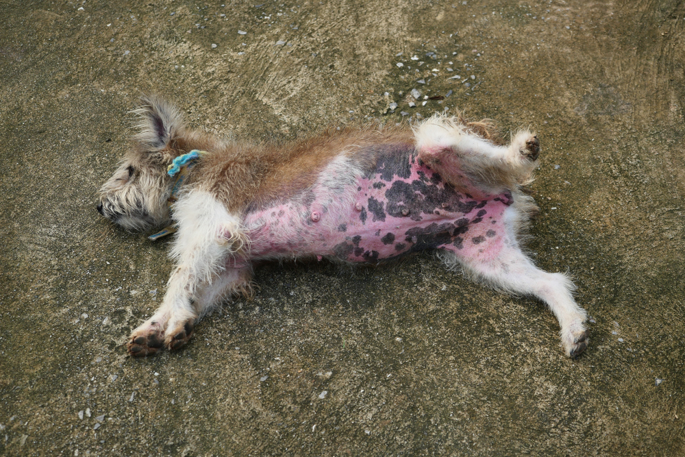Dog laying on grass with a rash on its belly