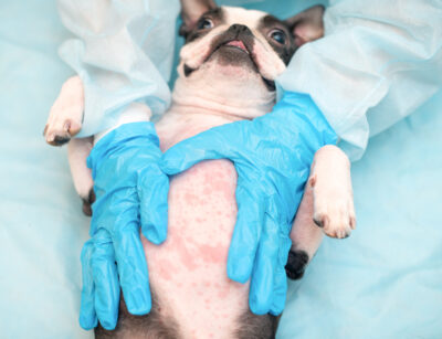 Dog Belly Rash: 6 Causes and How to Help