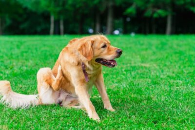 Apoquel Chewable Tablets for Dogs