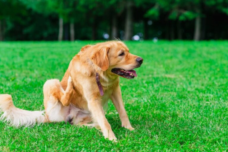 Labrador dog itching in the park