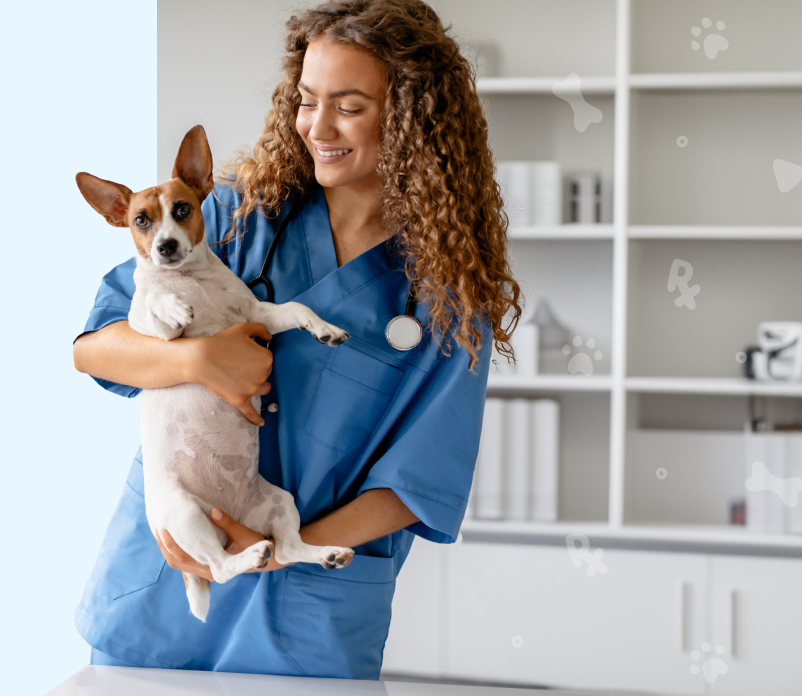 Search My Vet Hero Banner Desktop