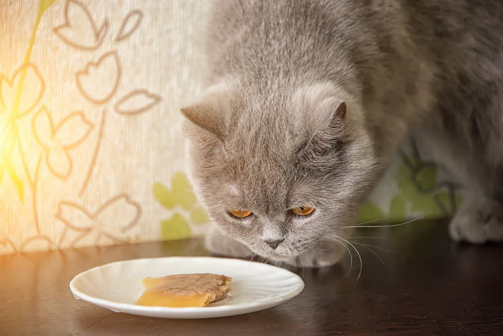 Grey cat looking at a bowl of food