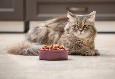 Diabetic Cat Food: What to Know