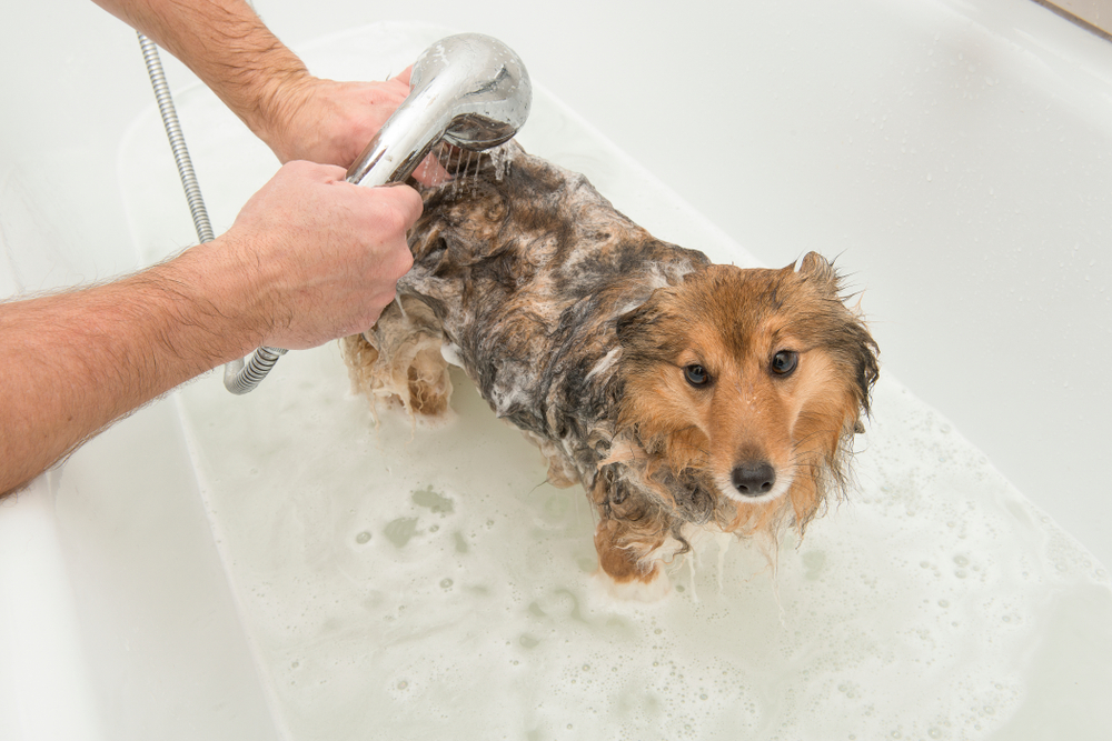 Dog being rinsed with a shower head