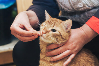 Cat Not Eating: Causes and What to Do