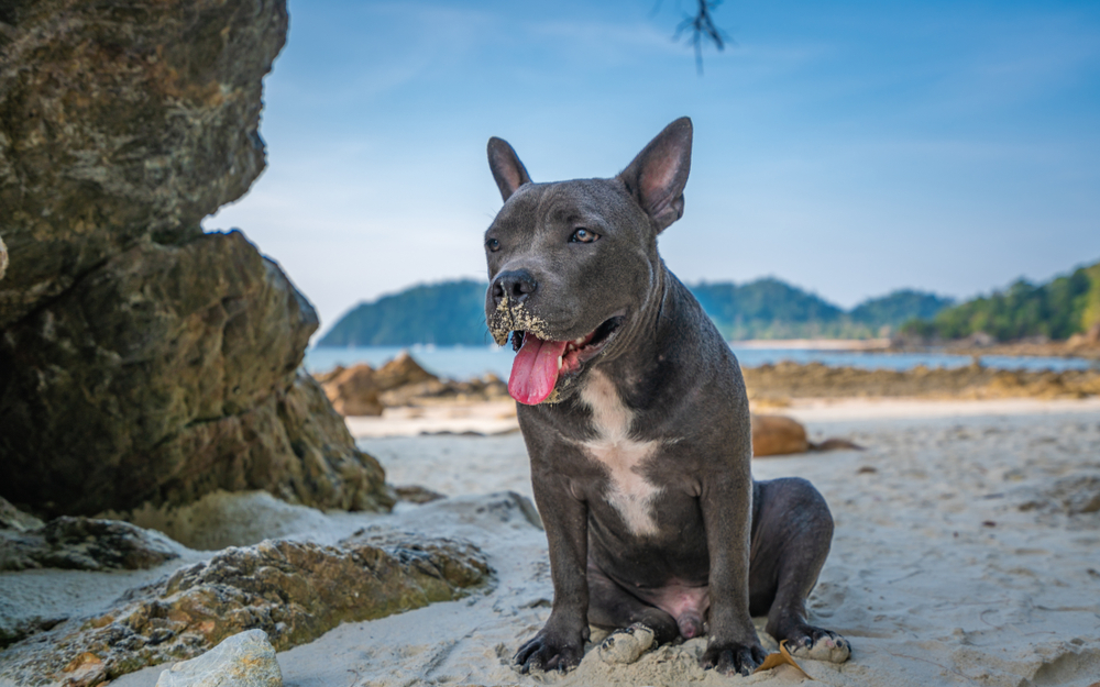 Grey dog sitting on a beach with mouth open