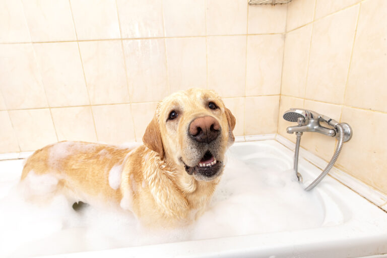 Anti-Itch Dog Shampoo For Red Skin Rashes photo