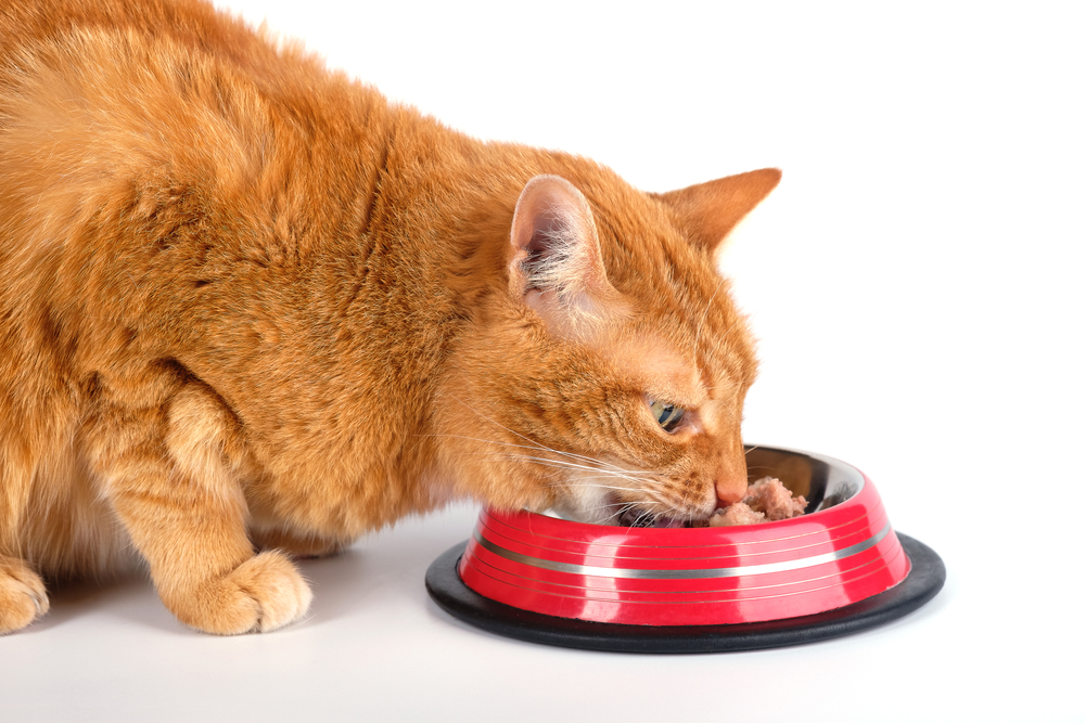 Orange cat eating out of a red bowl