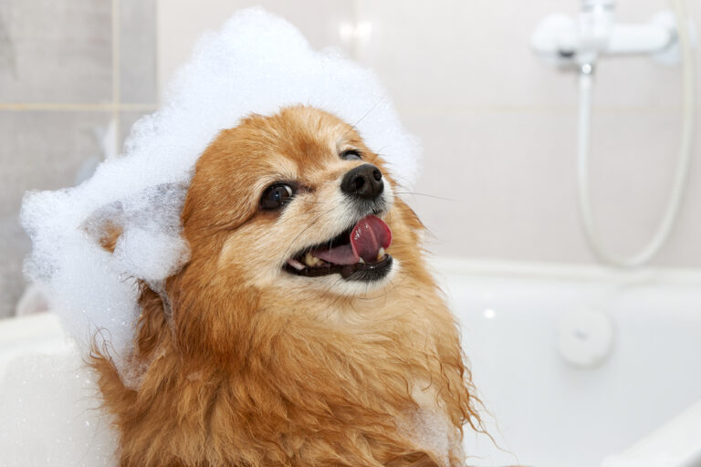 Small dog with soap suds on its head