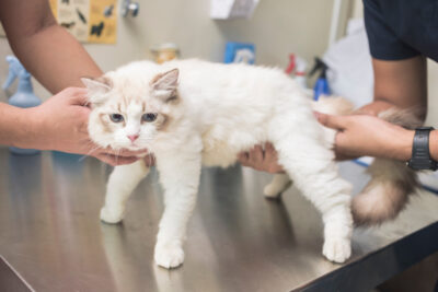 Lumps on Cats: Types and What They Mean