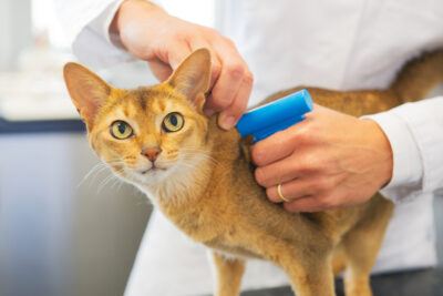 How Much Does It Cost to Microchip a Cat or Dog?