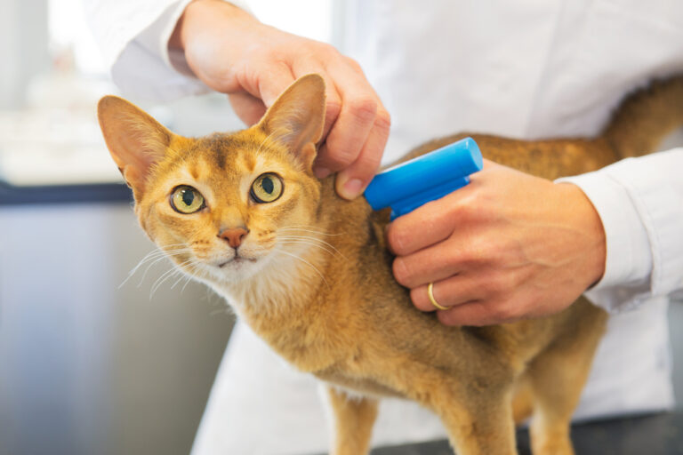 Orange cat getting microchipped