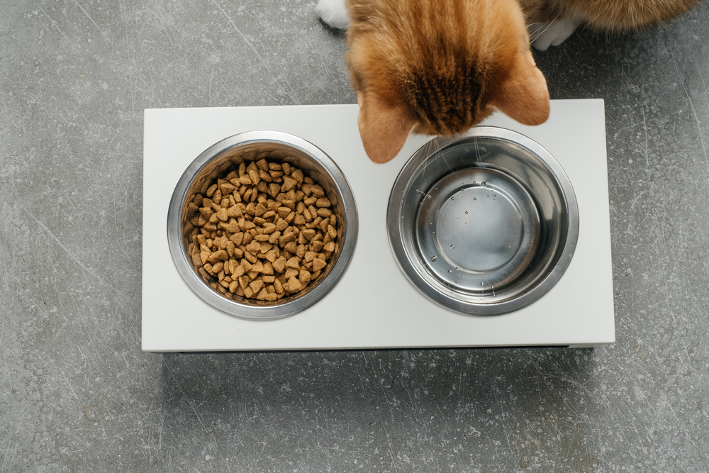Orange cat looking at bowl of food and bowl of water