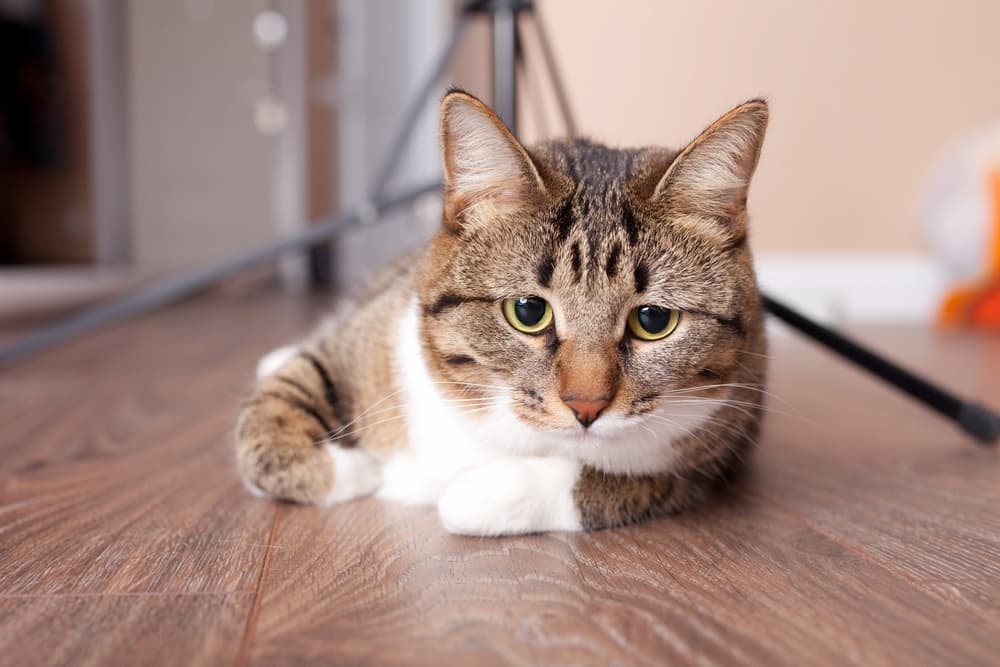 Lethargic cat resting