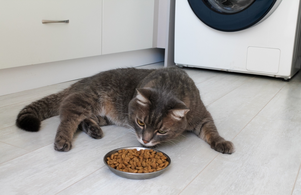 Grey cat looking at a bowl of food