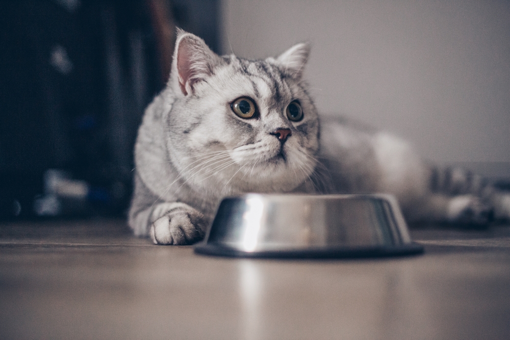 Grey cat with a silver food bowl