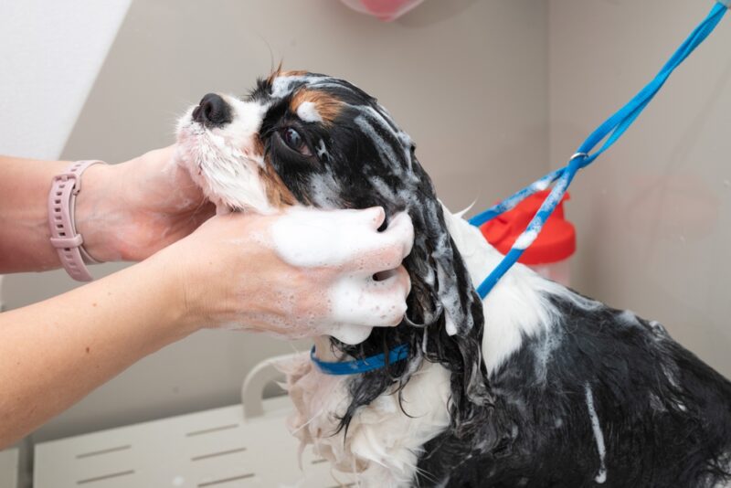 Picture of Dog Shampoo for Itchy Skin: 6 Options to Try | Great Pet Care