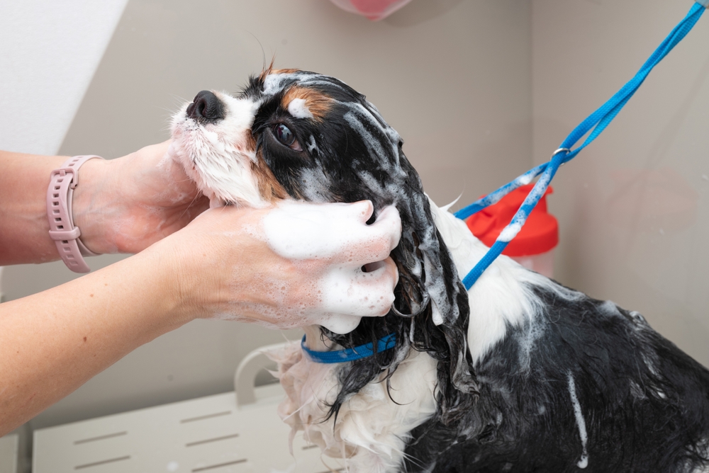 Dog being washed with shampoo
