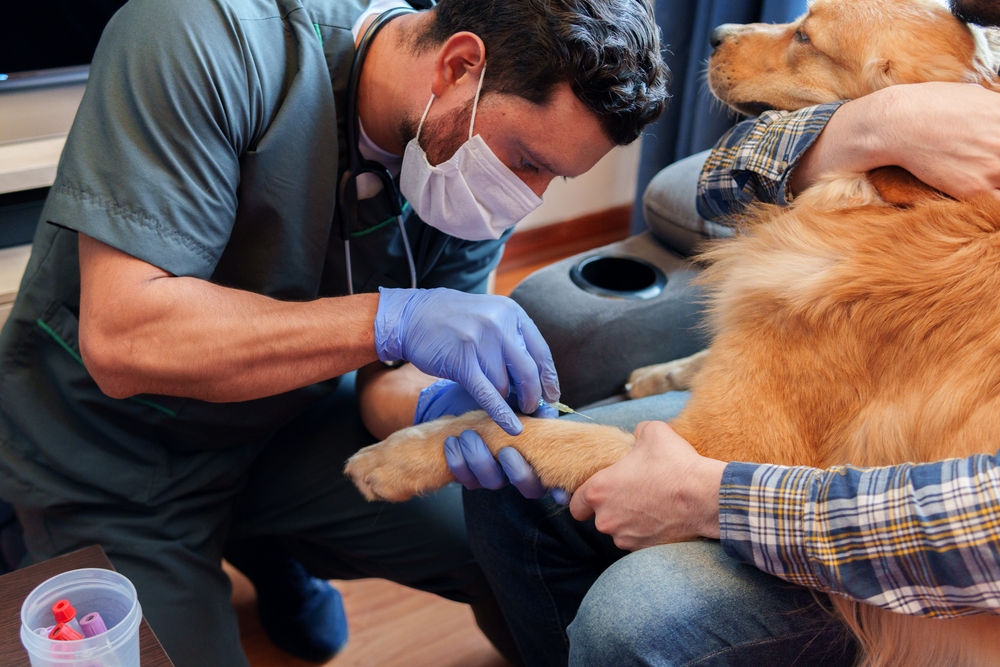 Vet doing a blood draw on a dog at home