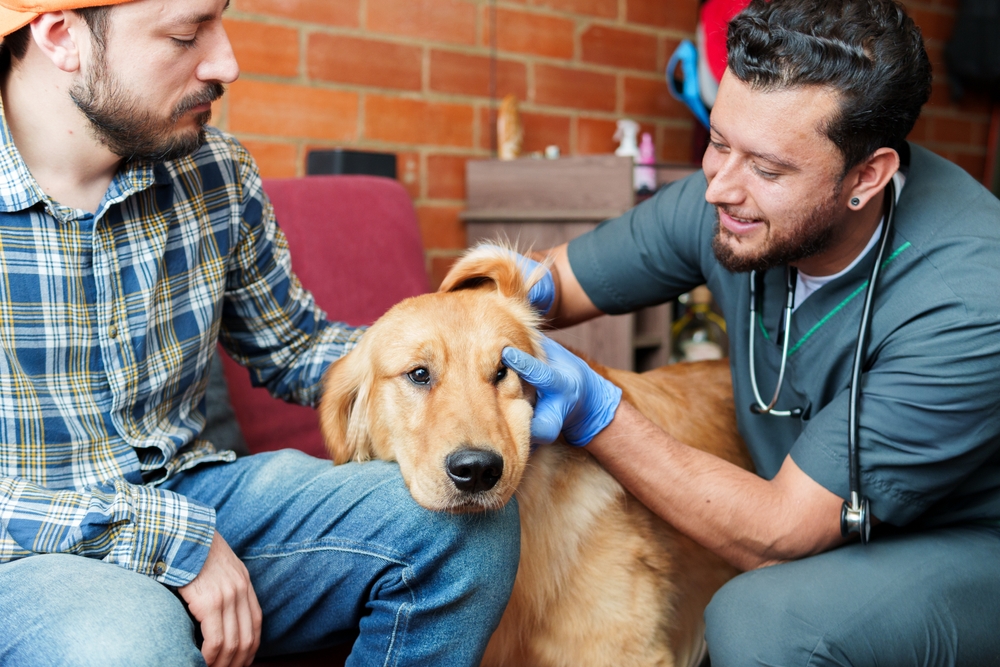 Vet and dog with owner on a couch