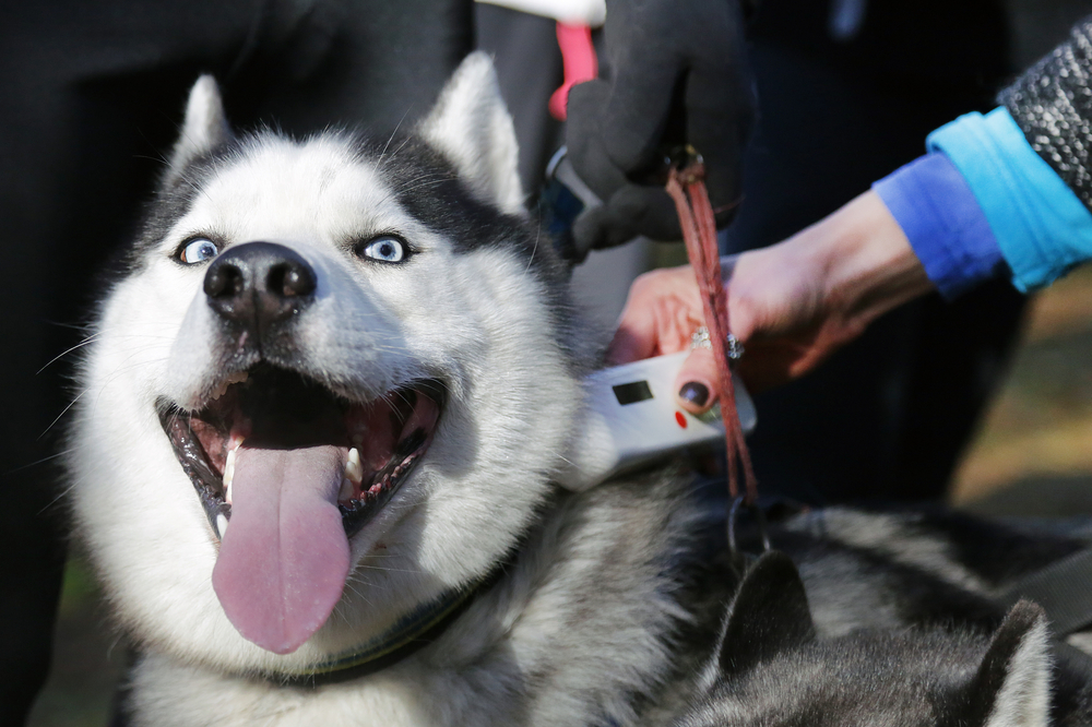 Dog microchip being scanned