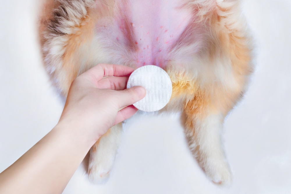 Dog on its back showing a lower belly rash