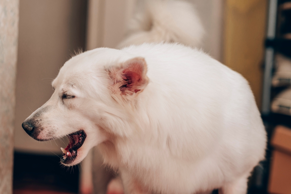 White dog turning head and coughing