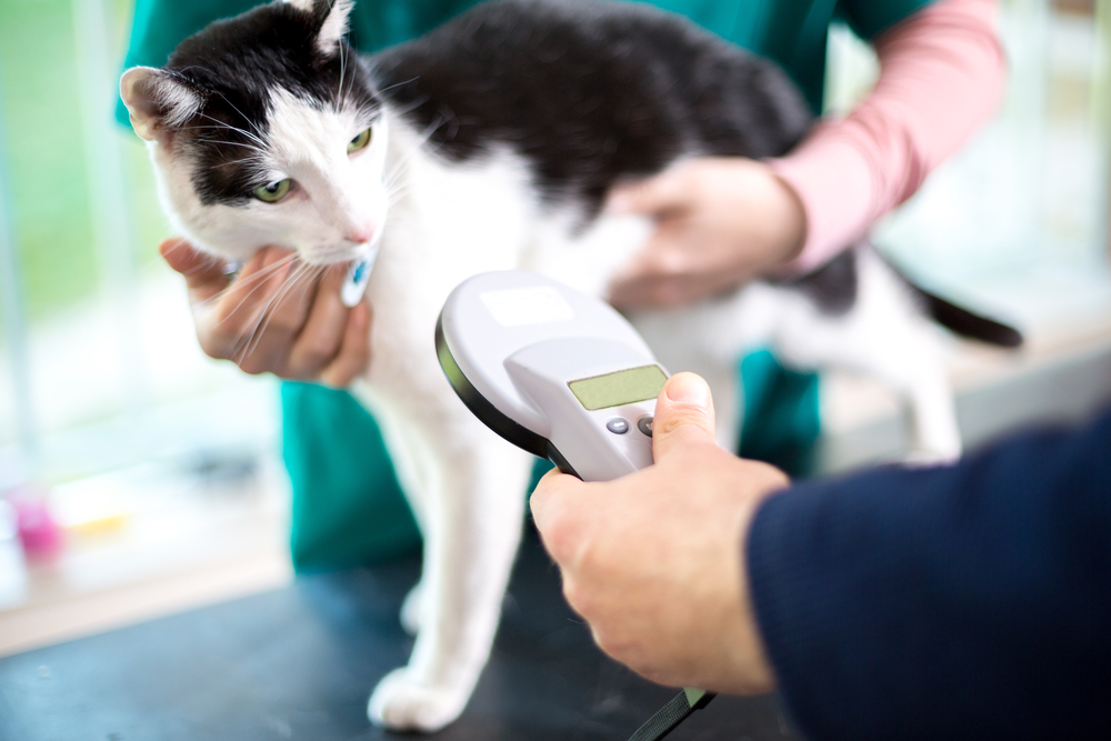 Cat microchip being scanned