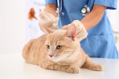 Cat Vaccine Reactions: Signs and What to Do