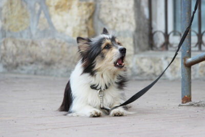 Why Is My Dog Coughing and Gagging?