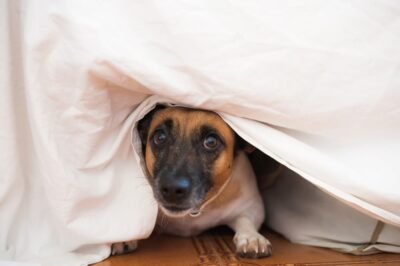 7 Signs of Dementia in Dogs