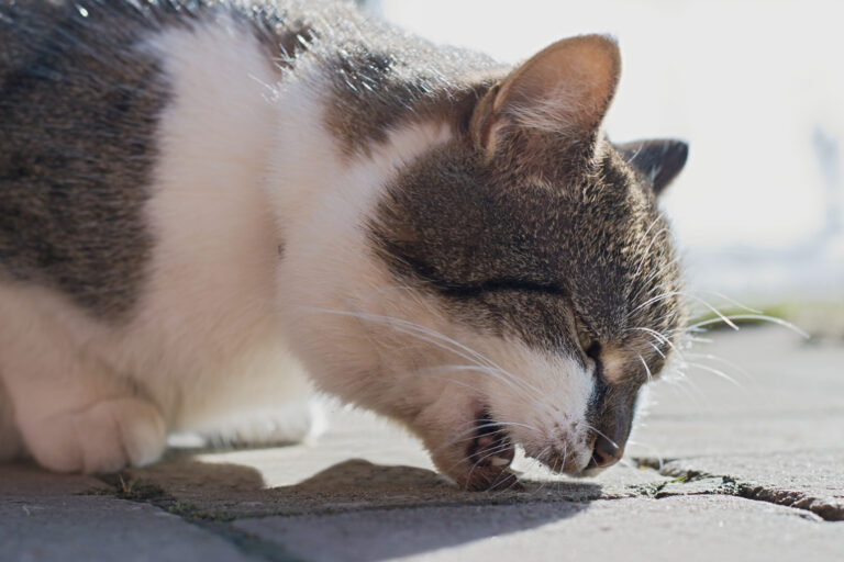cat throwing up