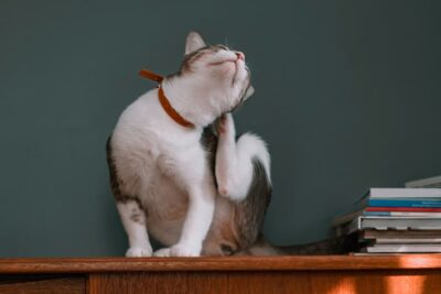 Atopica for Cats