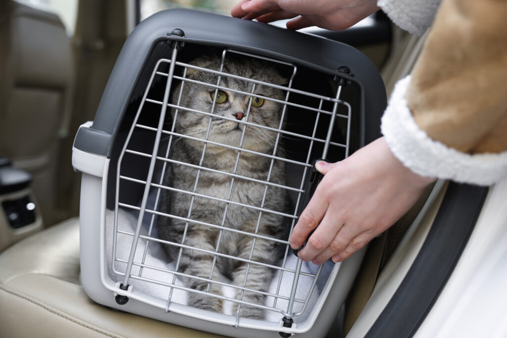 Cat in carrier in car
