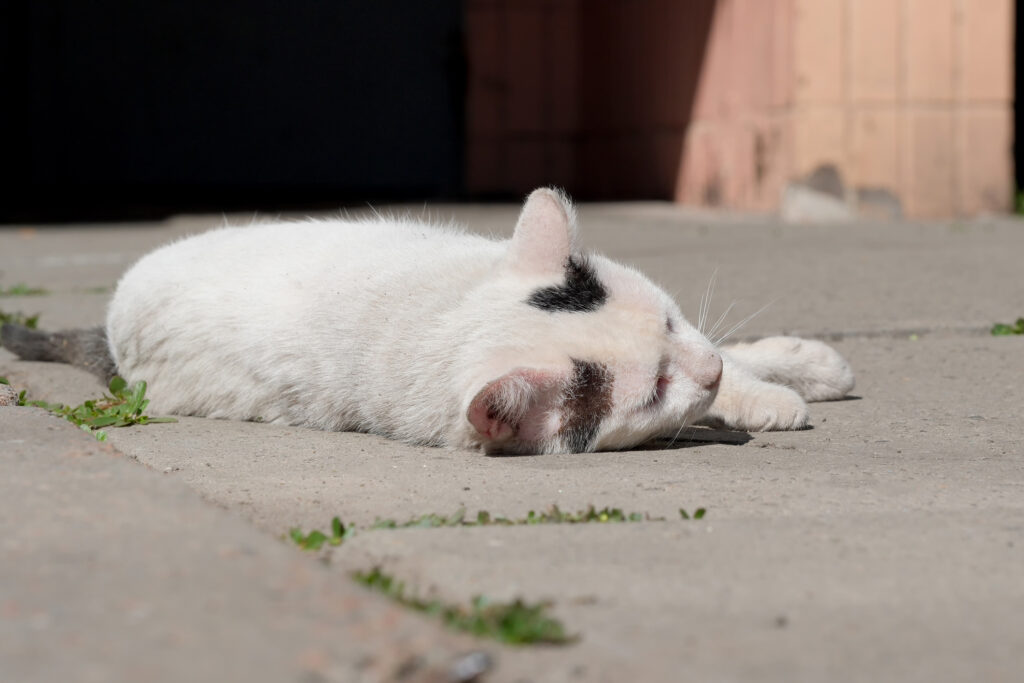 cat lying down outside