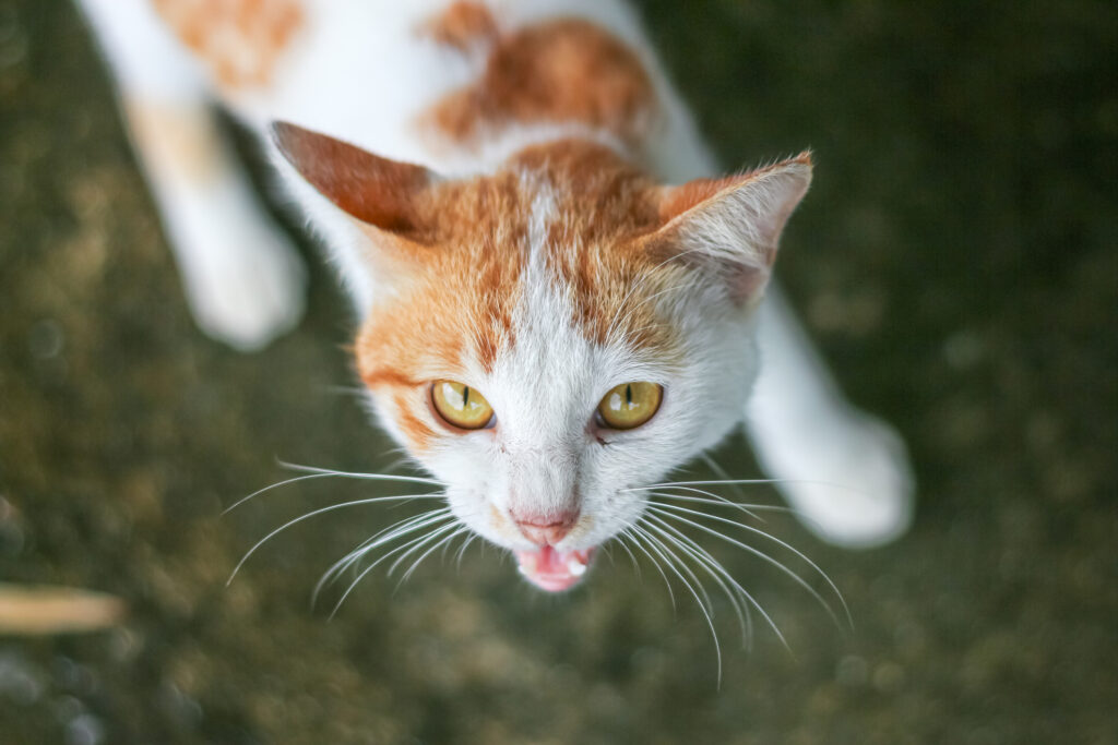 Orange and white cat with mouth open