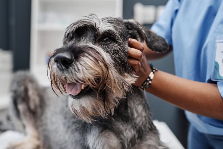 Schnauzer dog getting medical treatment in modern clinic