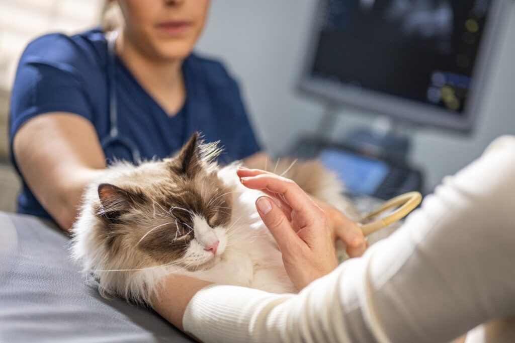 cat being examined by veterinarian