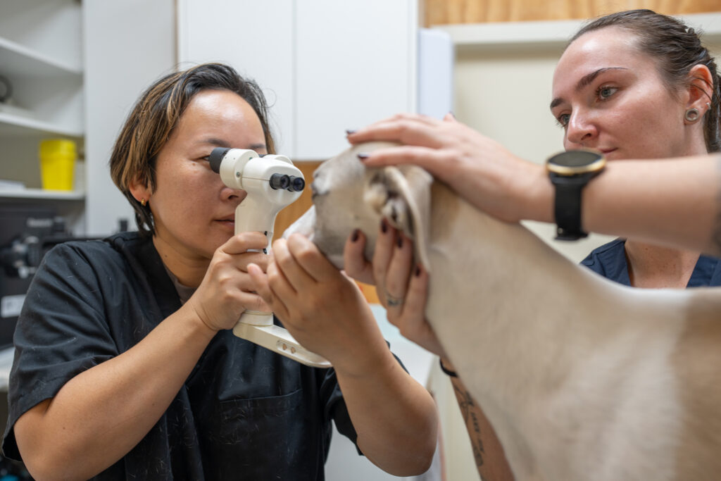 Dog getting eye exam