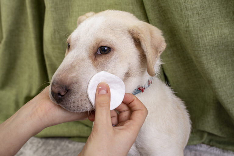 Dog having face cleaned