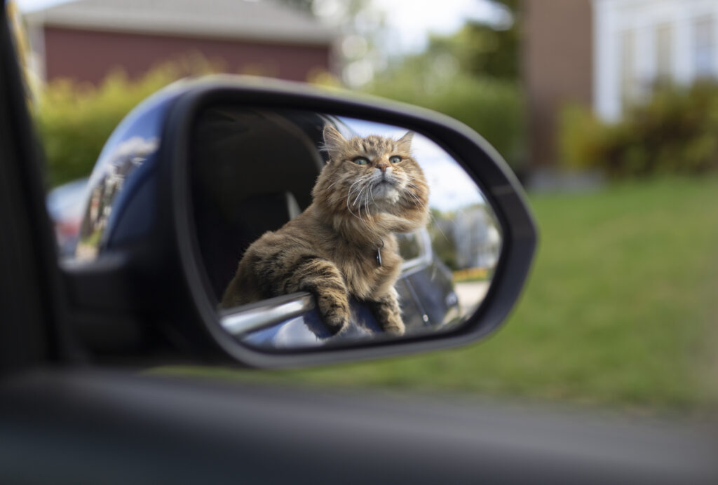 Cat in sideview mirror of car