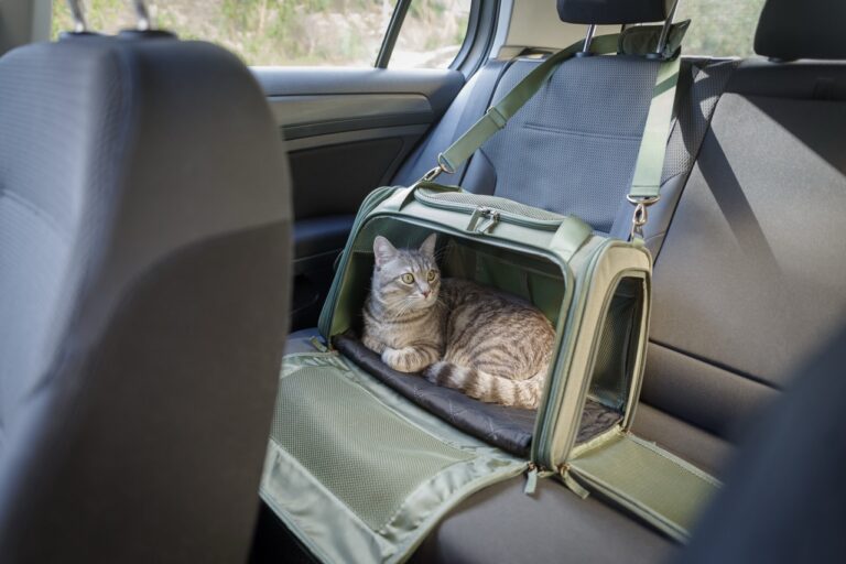 Cat in pet carrier on passenger seat of the car