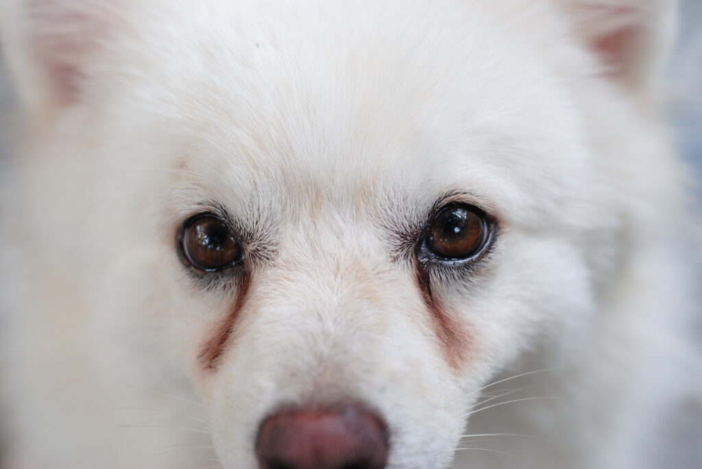 Dog with runny eyes
