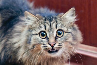 Can Cats Get Hiccups