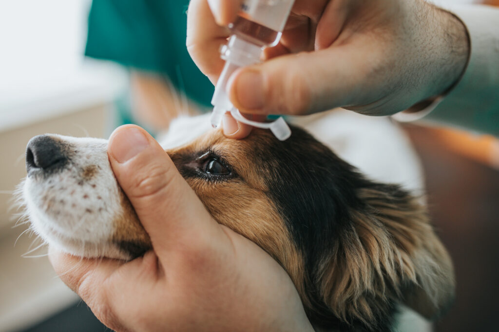 Dog getting eye drops put in eyes